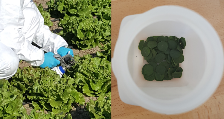 Foliar Sampling