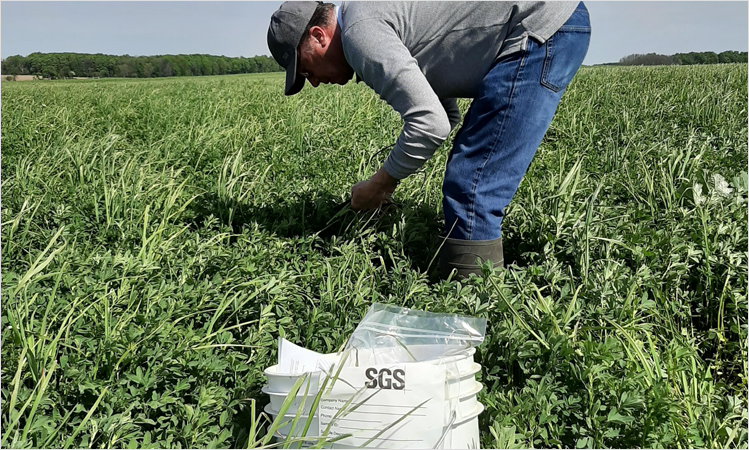 Hay Sampling